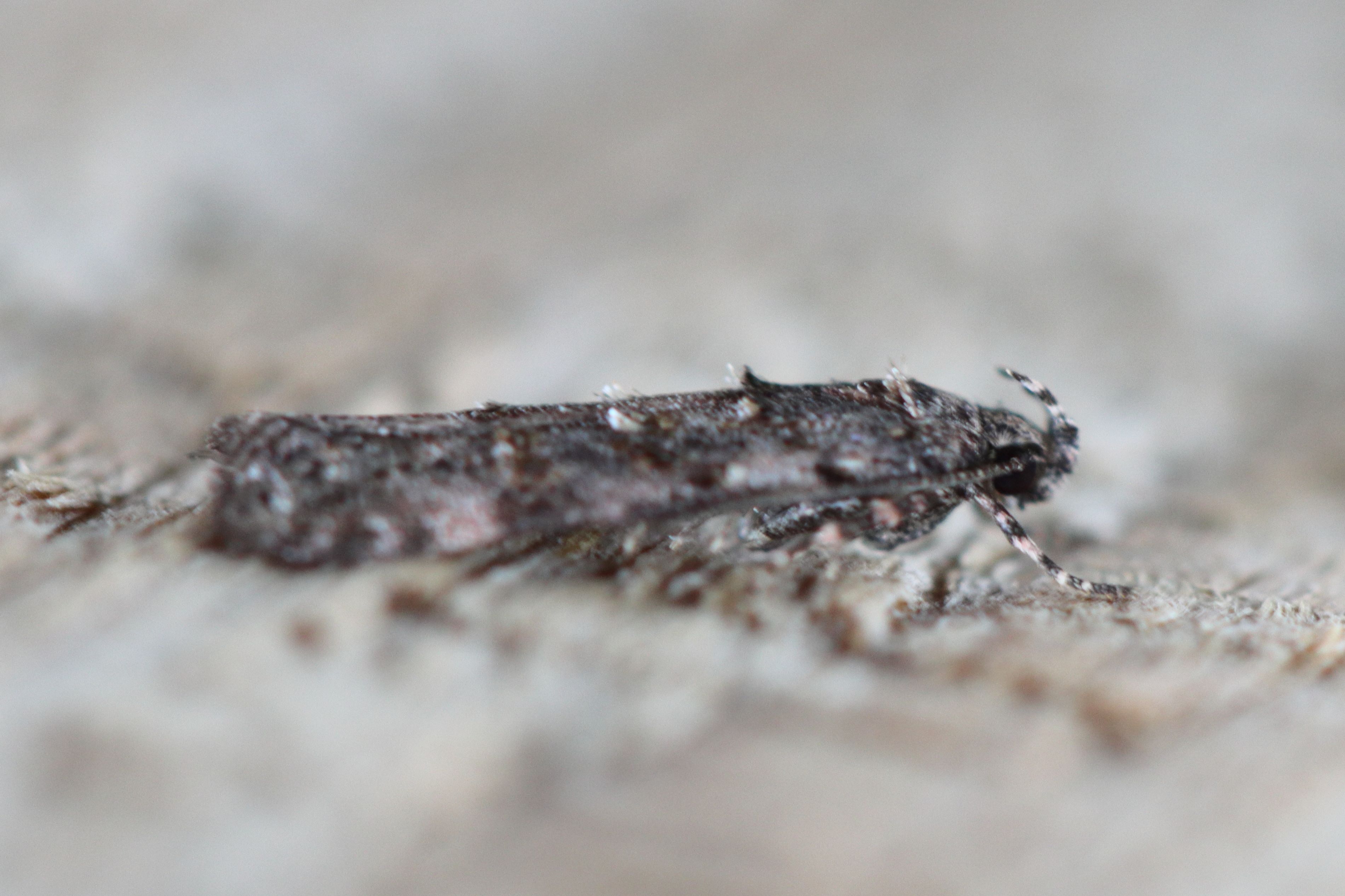 Photo of Large Groundling (Teleiopsis diffinis)